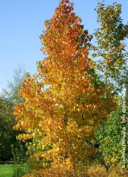 © Hortival Diffusion - Tous droits réservés