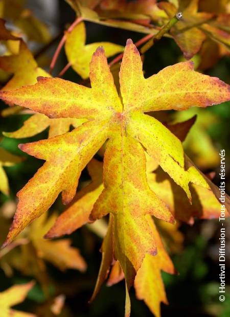 © Hortival Diffusion - Tous droits réservés