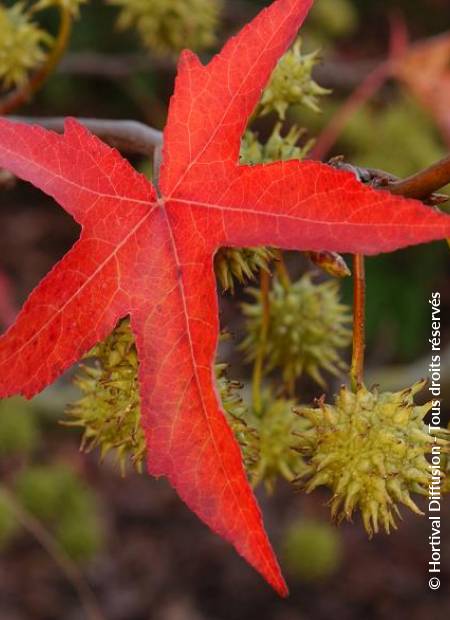 © Hortival Diffusion - Tous droits réservés