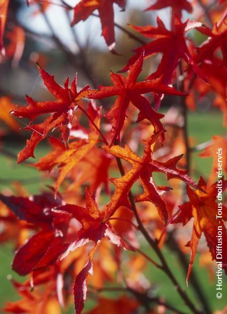 © Hortival Diffusion - Tous droits réservés