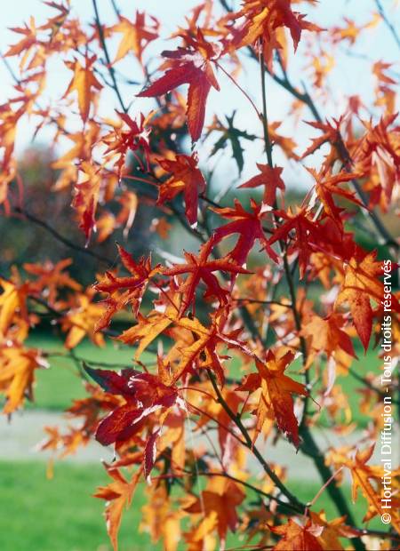 © Hortival Diffusion - Tous droits réservés