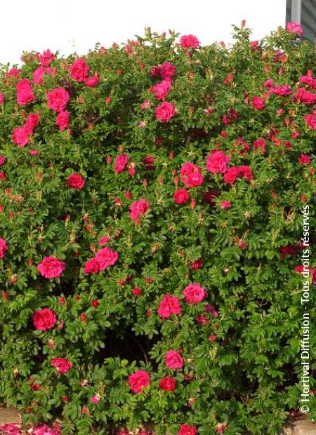 © Hortival Diffusion - Tous droits réservés