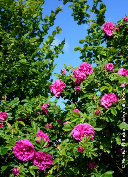 © Hortival Diffusion - Tous droits réservés