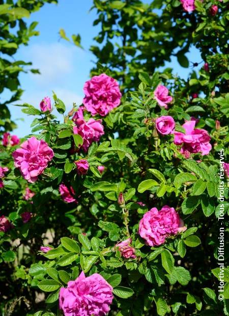 © Hortival Diffusion - Tous droits réservés