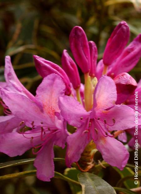 © Hortival Diffusion - Tous droits réservés