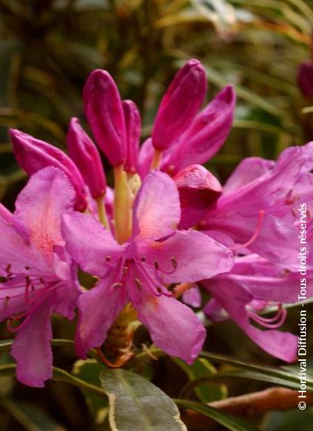 © Hortival Diffusion - Tous droits réservés