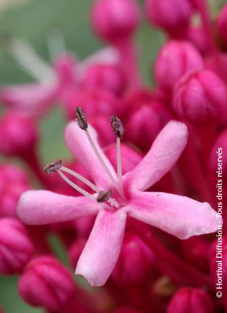 © Hortival Diffusion - Tous droits réservés