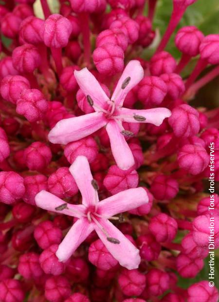 © Hortival Diffusion - Tous droits réservés