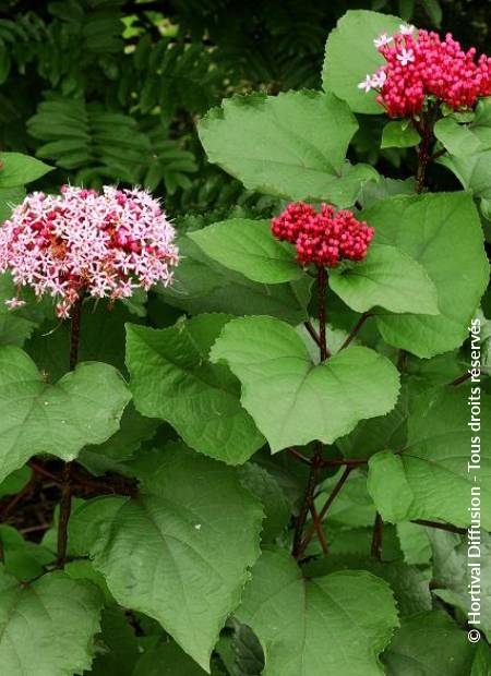 © Hortival Diffusion - Tous droits réservés