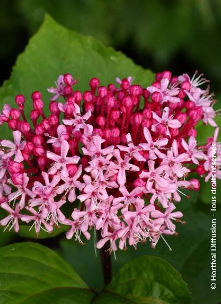 © Hortival Diffusion - Tous droits réservés