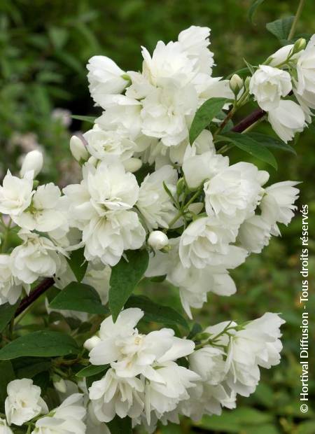 © Hortival Diffusion - Tous droits réservés