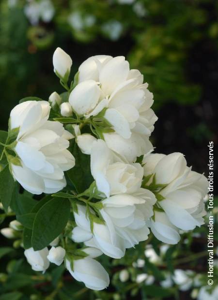 © Hortival Diffusion - Tous droits réservés