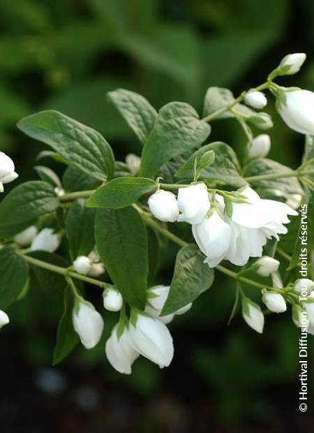 © Hortival Diffusion - Tous droits réservés