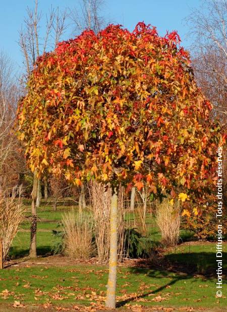 © Hortival Diffusion - Tous droits réservés