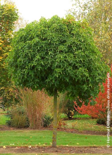 © Hortival Diffusion - Tous droits réservés