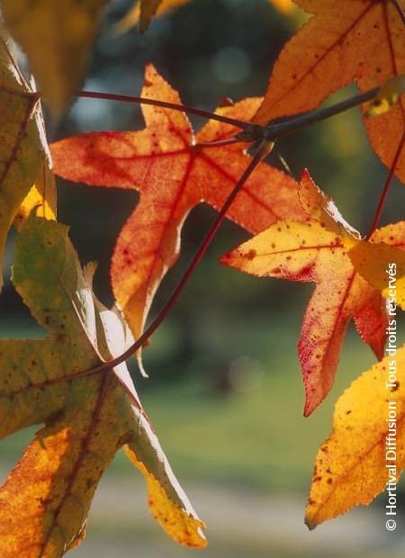 © Hortival Diffusion - Tous droits réservés