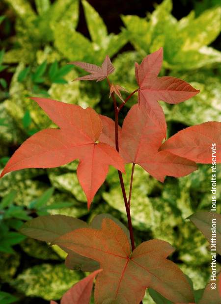 © Hortival Diffusion - Tous droits réservés