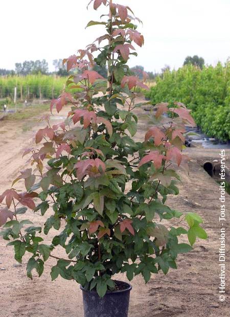 © Hortival Diffusion - Tous droits réservés