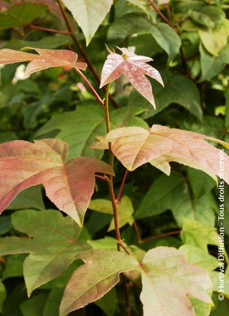 © Hortival Diffusion - Tous droits réservés