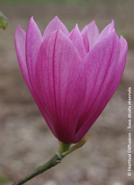 © Hortival Diffusion - Tous droits réservés