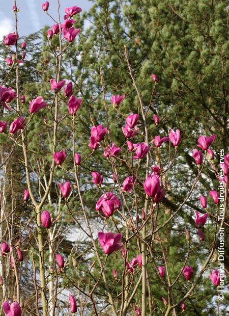 © Hortival Diffusion - Tous droits réservés