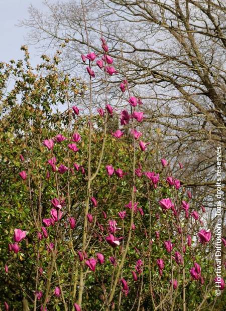 © Hortival Diffusion - Tous droits réservés