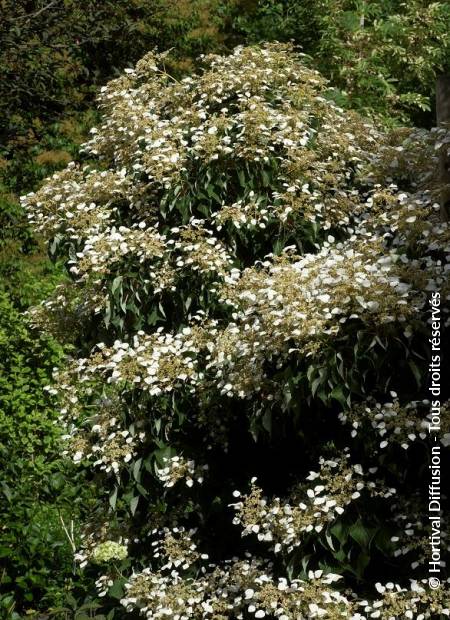 © Hortival Diffusion - Tous droits réservés