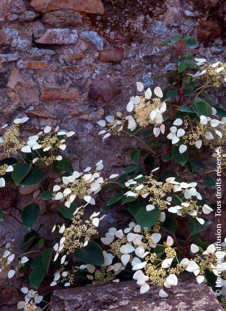 © Hortival Diffusion - Tous droits réservés