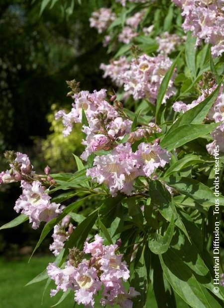 © Hortival Diffusion - Tous droits réservés