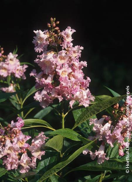 © Hortival Diffusion - Tous droits réservés