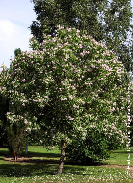 © Hortival Diffusion - Tous droits réservés