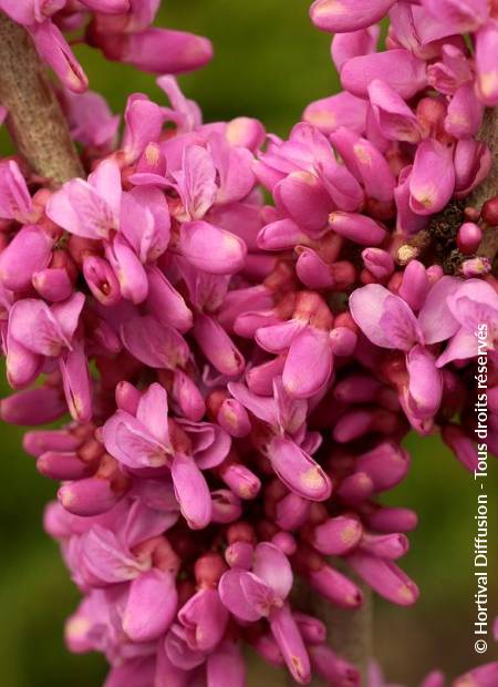 © Hortival Diffusion - Tous droits réservés