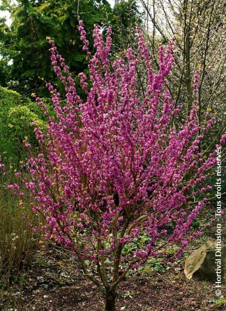 © Hortival Diffusion - Tous droits réservés