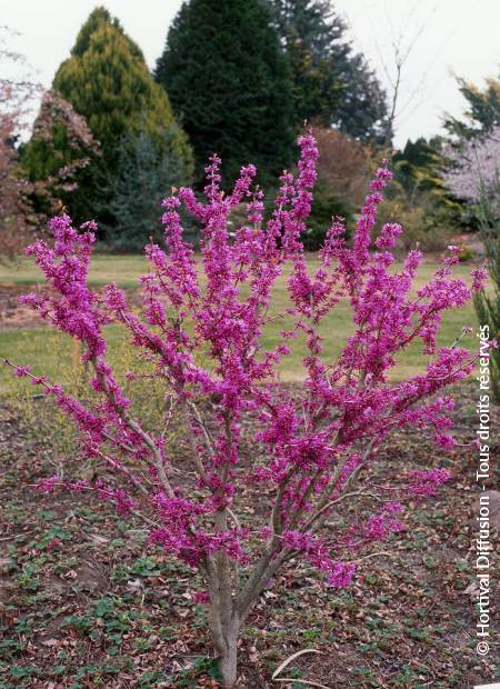 © Hortival Diffusion - Tous droits réservés