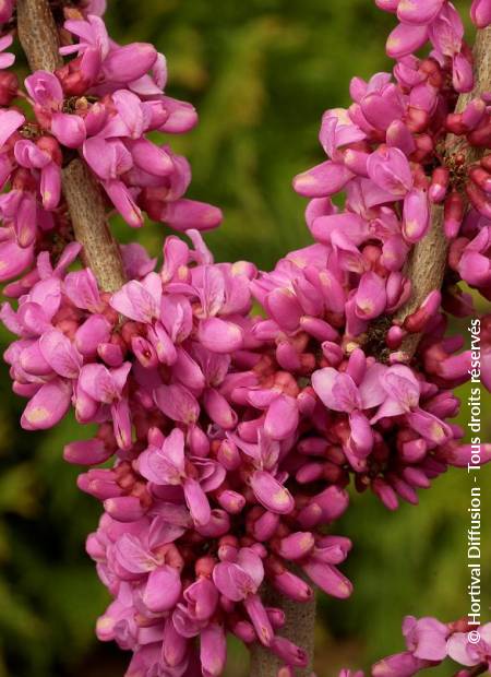 © Hortival Diffusion - Tous droits réservés