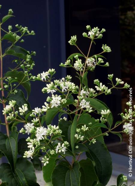 © Hortival Diffusion - Tous droits réservés