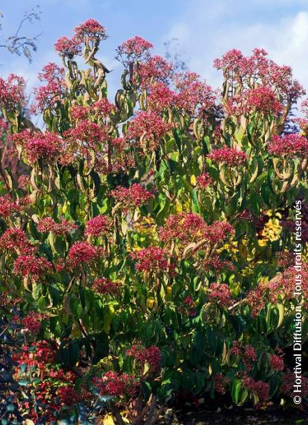 © Hortival Diffusion - Tous droits réservés