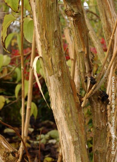 © Hortival Diffusion - Tous droits réservés