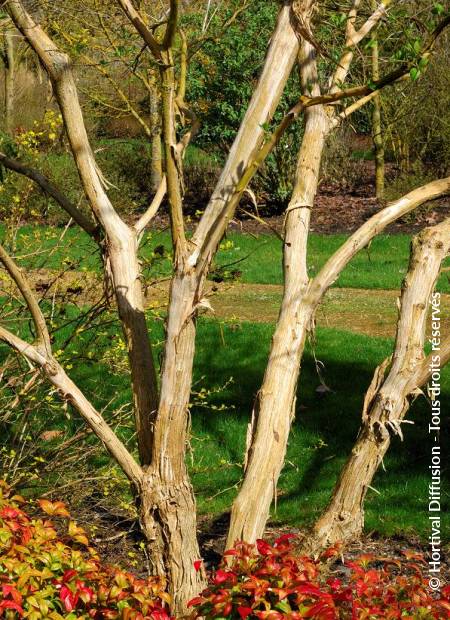 © Hortival Diffusion - Tous droits réservés