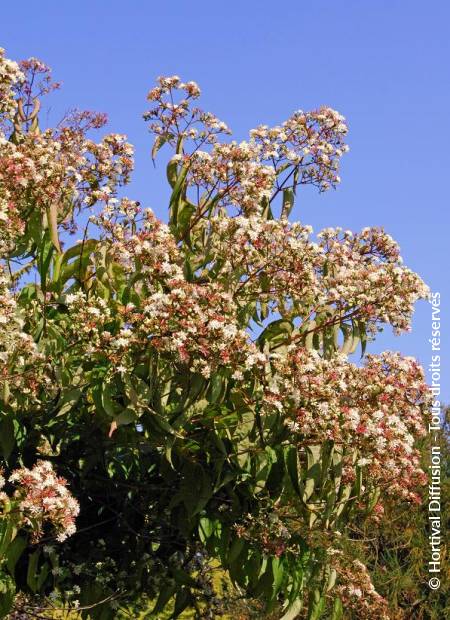 © Hortival Diffusion - Tous droits réservés