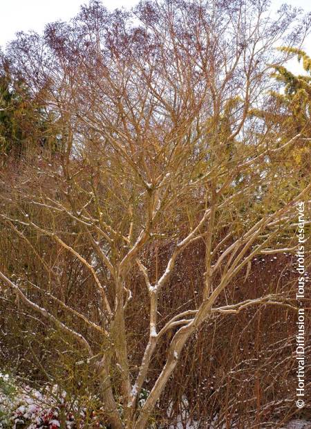 © Hortival Diffusion - Tous droits réservés