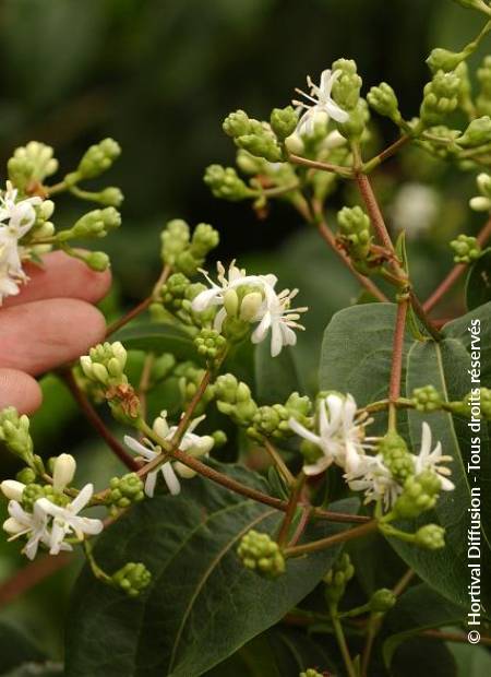 © Hortival Diffusion - Tous droits réservés