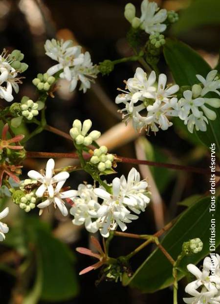 © Hortival Diffusion - Tous droits réservés