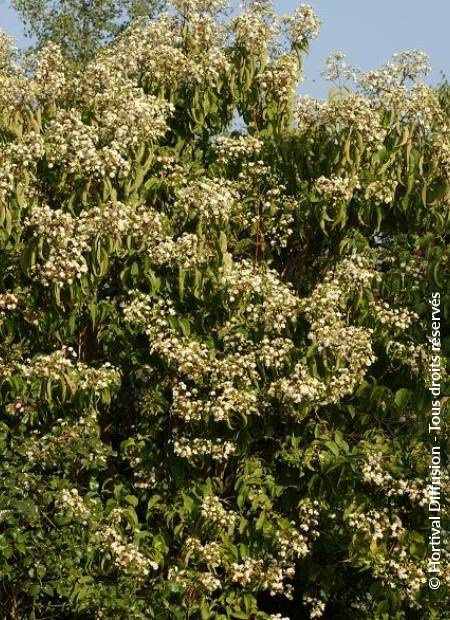 © Hortival Diffusion - Tous droits réservés