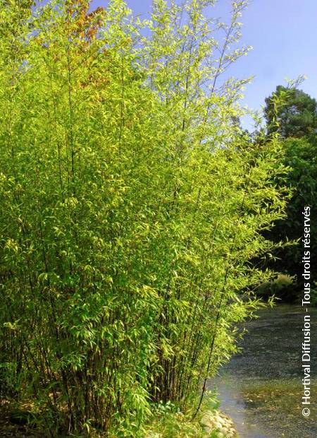 © Hortival Diffusion - Tous droits réservés