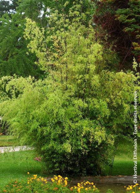 © Hortival Diffusion - Tous droits réservés