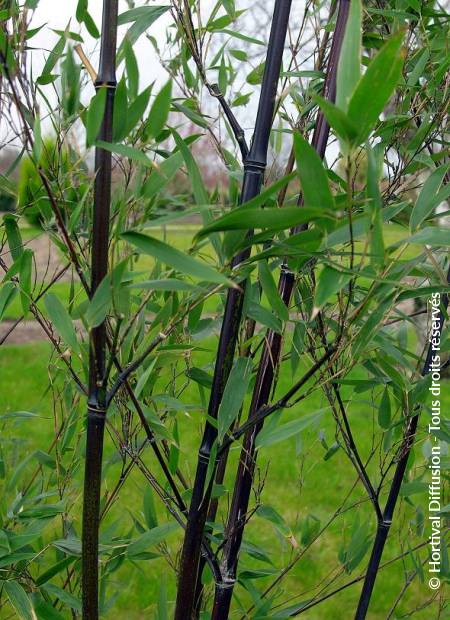 © Hortival Diffusion - Tous droits réservés