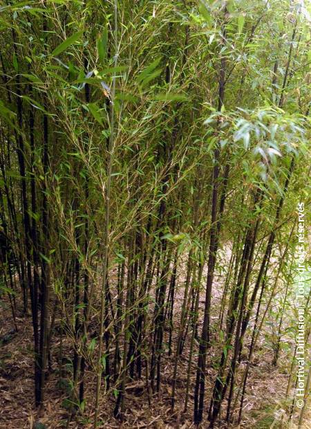 © Hortival Diffusion - Tous droits réservés