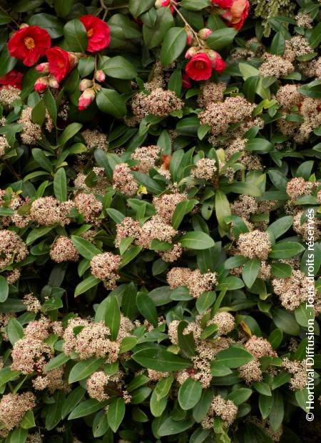 © Hortival Diffusion - Tous droits réservés