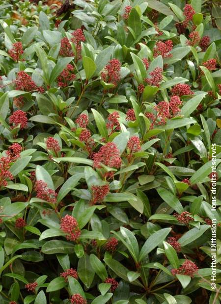 © Hortival Diffusion - Tous droits réservés